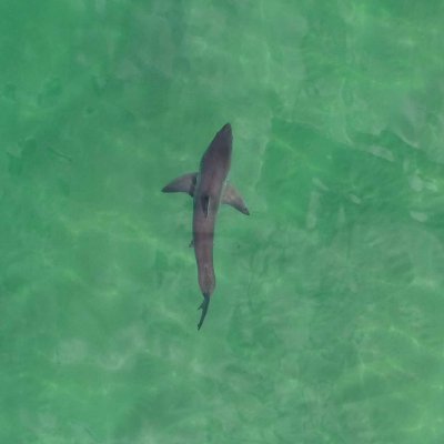 A  new study involving UQ estimates around 200 to 252 white sharks have babies each year.